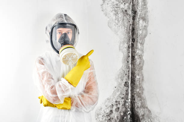 Best Water Damage & Mold Remediation in Bella Vista, CA